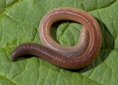 Дощовий черв'як: будова тіла, життєвий цикл і різновиди, користь в  господарстві і розведення на фермах